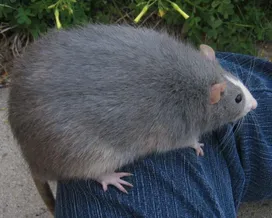 Carry the Chocolate Teapot Through Platform Hell